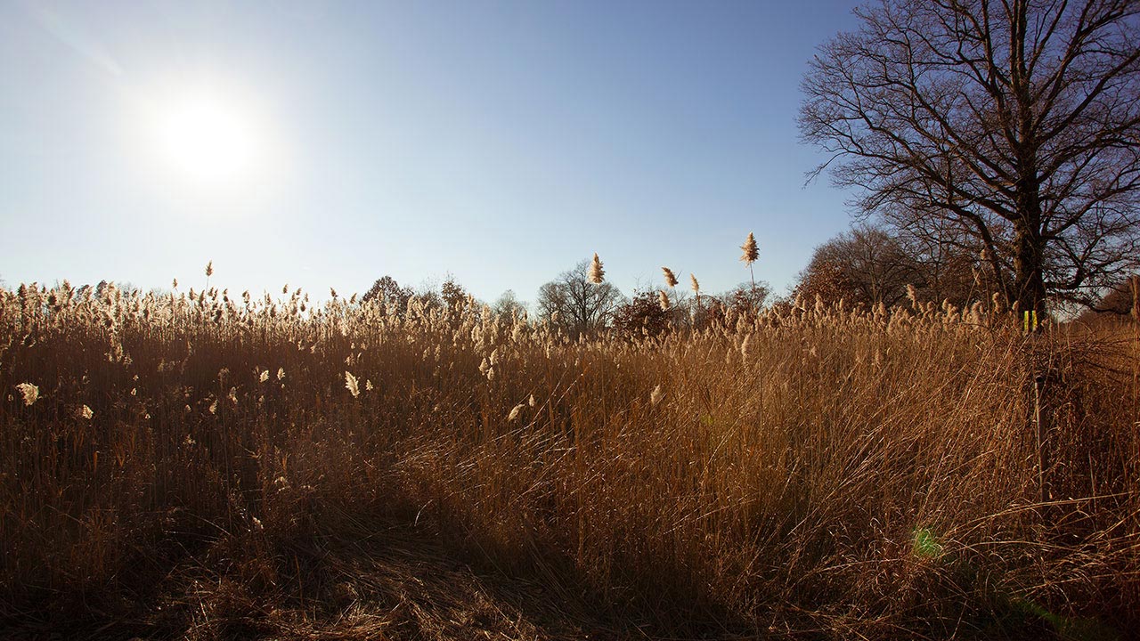 Picture of a big field outside