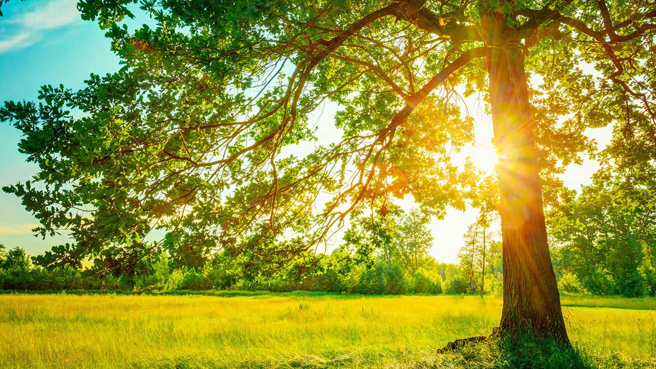 Tree outisde with a sunny background